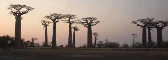 Avenue de Baobabs