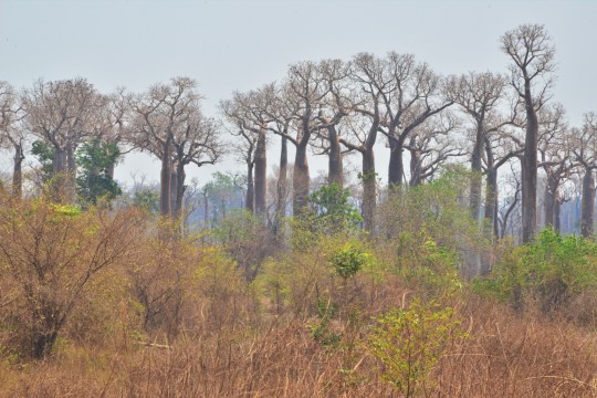 S3468 - Natural Baobab habitat
