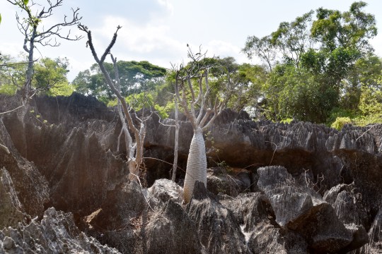 Pachypodium menabeum