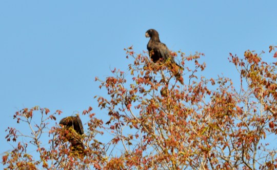 Parrots in the tree tops