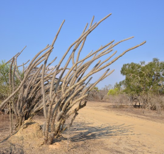 Didierea madagascariensis