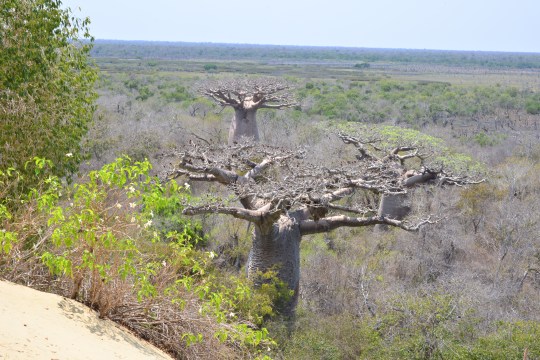Baobab forest at the foot of the sand dune