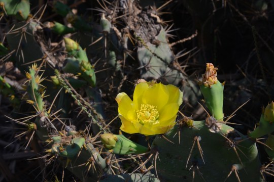 Opuntia monacantha? or O. dillenii?