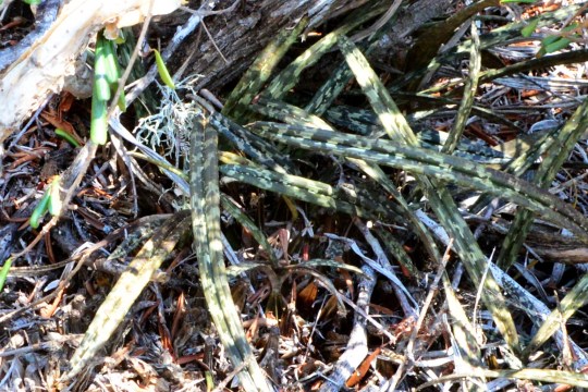 Oeceoclades spathulifera