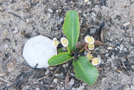 Euphorbia primulifolia var. begardii