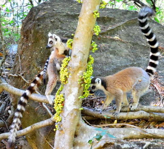 ... because they were looking for food! Ficus fruits.
