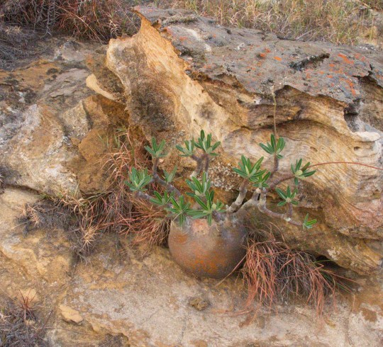 Pachypodium densiflorum