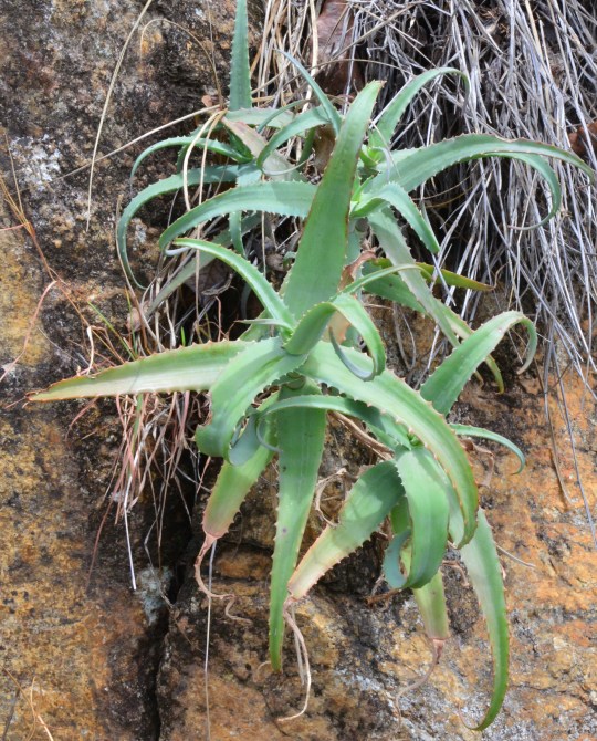 Aloe accutissima