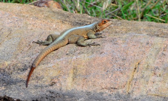 White striped lizard