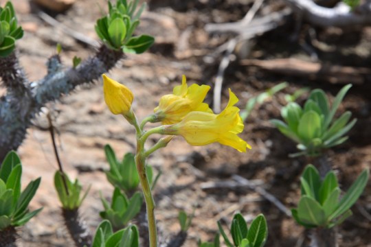 S3512: Pachypodium sp. flower