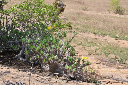 Pachypodium sp