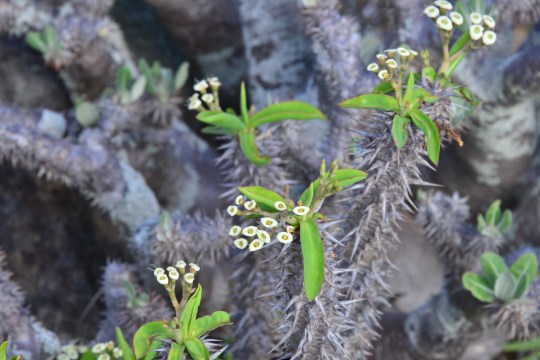 Euphorbia duranii