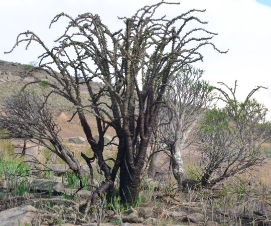 Euphorbia didieroides