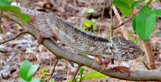 Zonosaurus madagascariensis