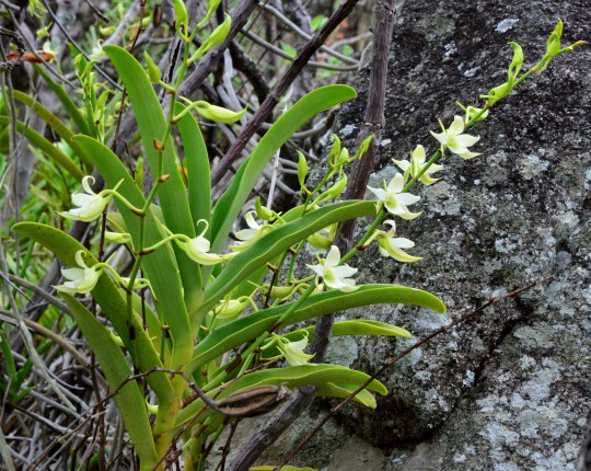 Sobennikoffia humbertiana