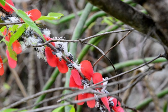 Madagascan flatid bug - Phromnia rosea