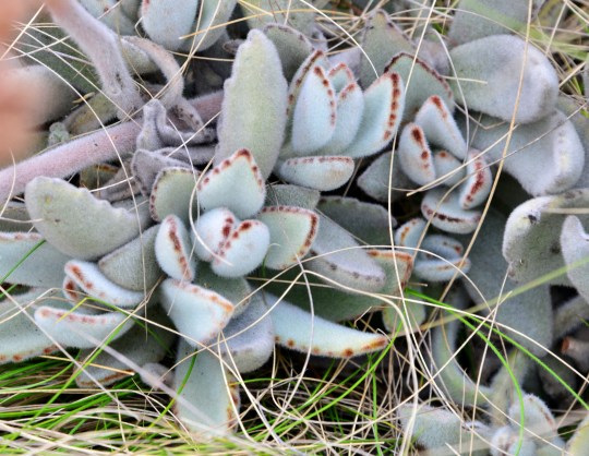 Kalanchoe tomentosa