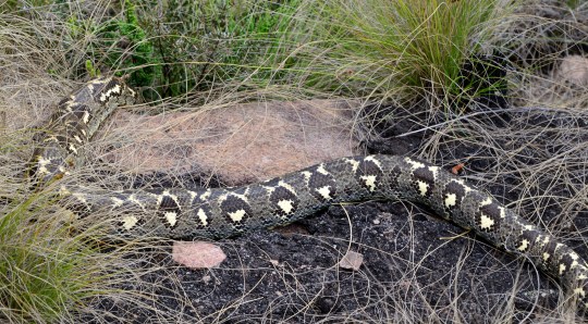 Madagascar Tree Boa - Sanzinia madagascariensis