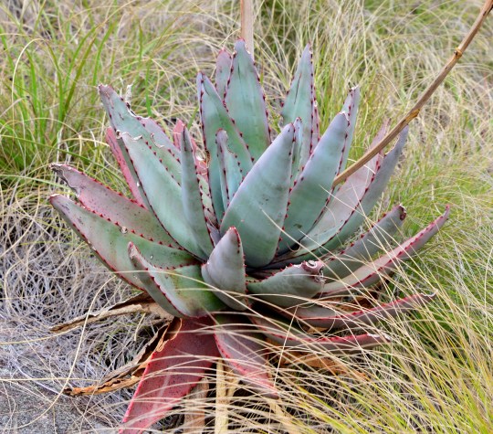 Aloe conifera
