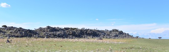 Field full of bulbs in flower.