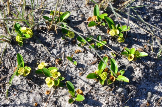 Euphorbia quartziticola