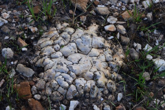 Pachypodium brevicaule