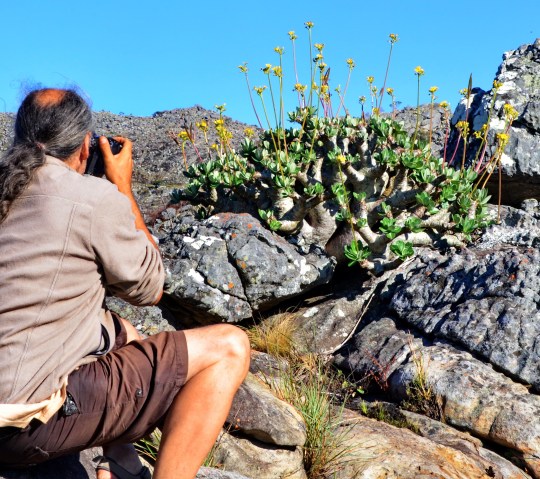 Pachypodium densiflorum