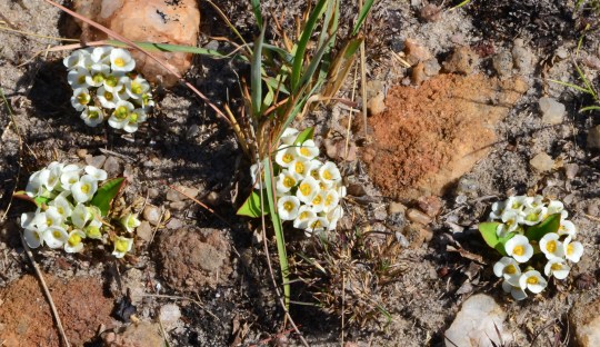 Euphorbia itremensis