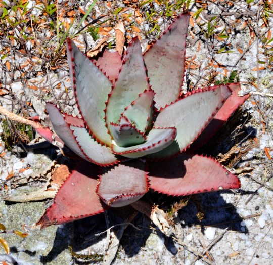 Aloe capitata var quartziticola