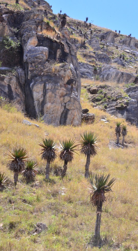 Aloe capitata var.cipolinicola