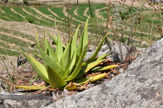 Aloe manandonae