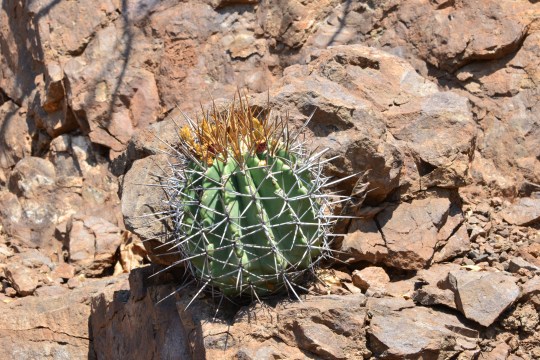 Ferocactus lindsayi S3547