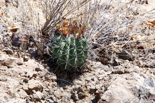 2017-02-03 12-54-24a