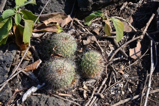 2017-02-04 10-50-52.JPG