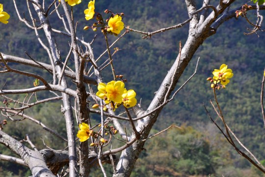 Lots of flowering trees - ID anyone?