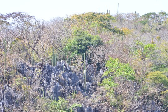 Correct substrate, with cacti, but no Feros