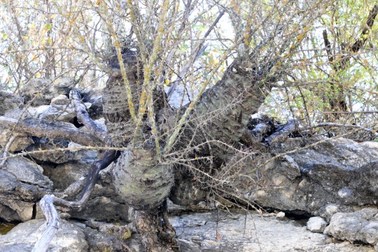 Fouquieria fasciculatus