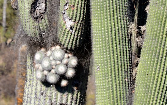 Close up of the Mammillaria clump
