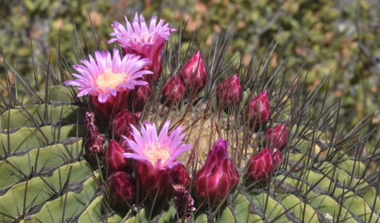 Ferocactus haematacanthus