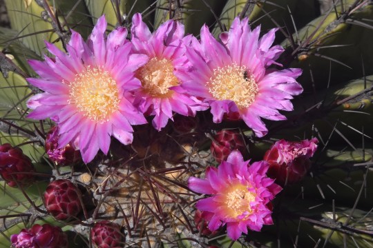 Ferocactus haematacanthaus