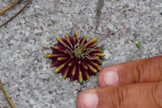 2018-11-14 14-58-14a